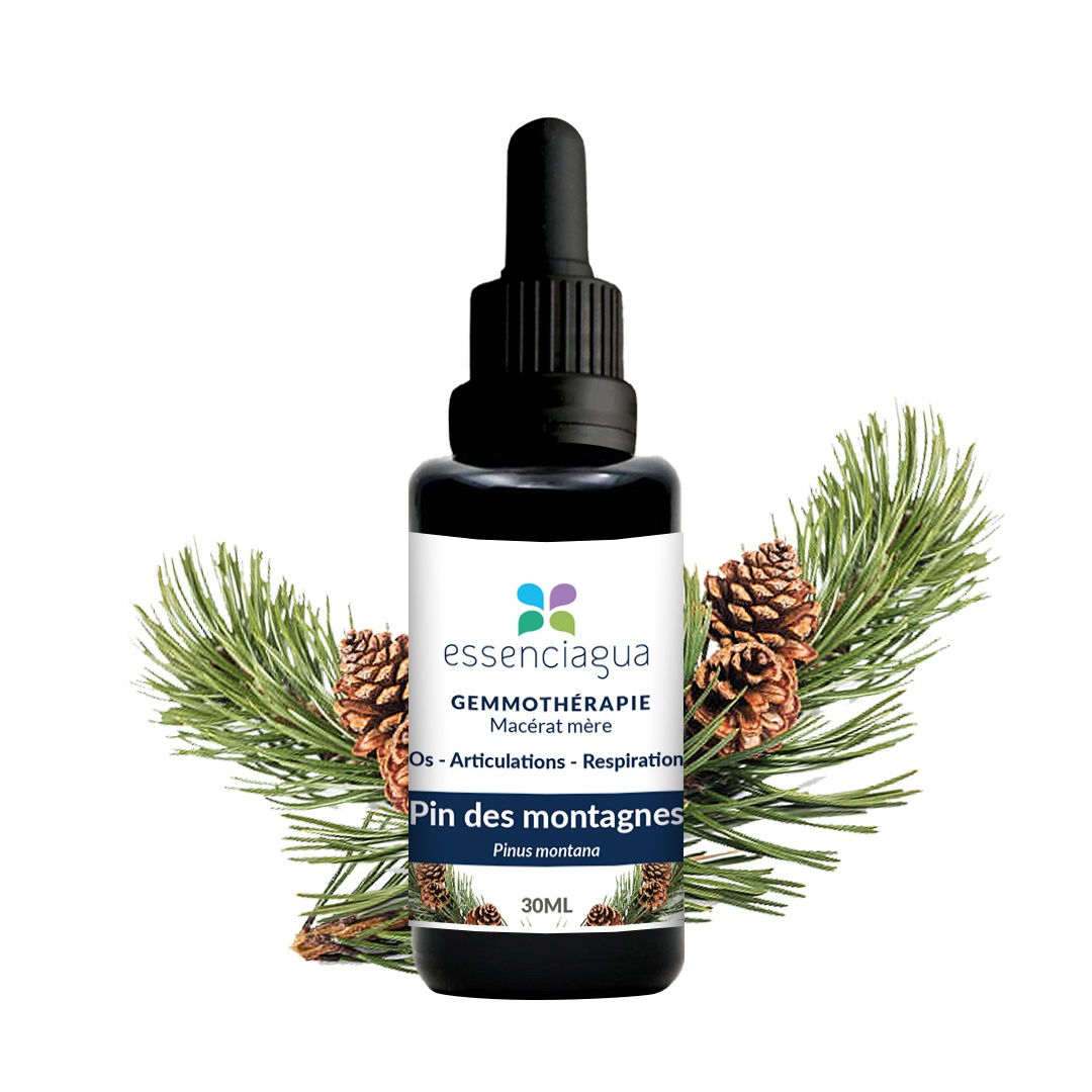 Mountain Pine organic bud macerate 100% organic and handcrafted