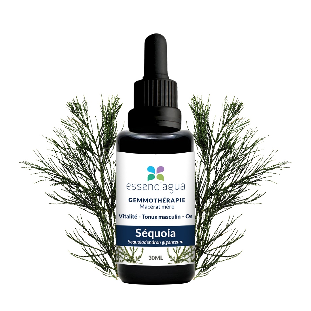 Sequoia organic bud macerate 100% organic and handcrafted