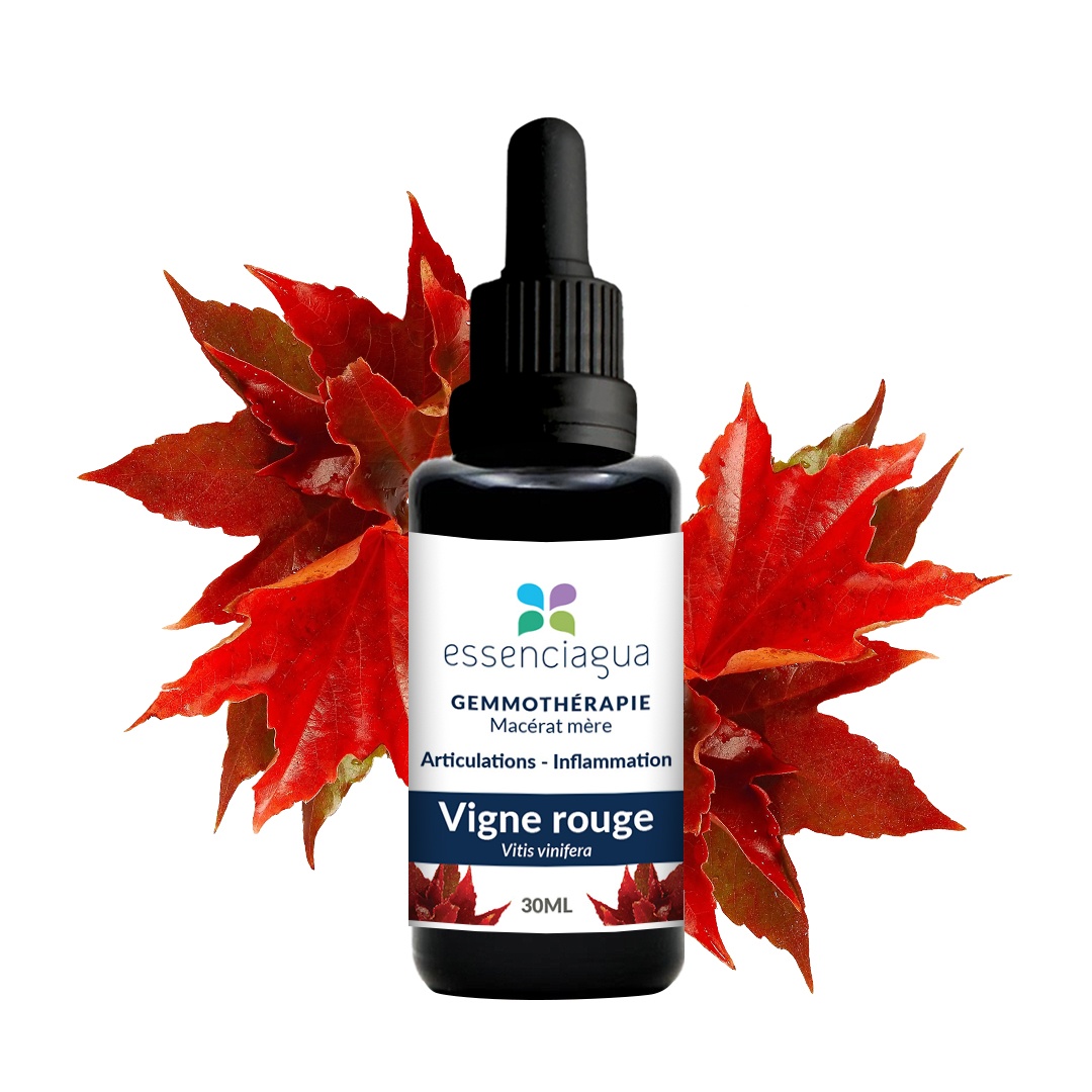 Red Vine bud macerate 100% organic and handcrafted