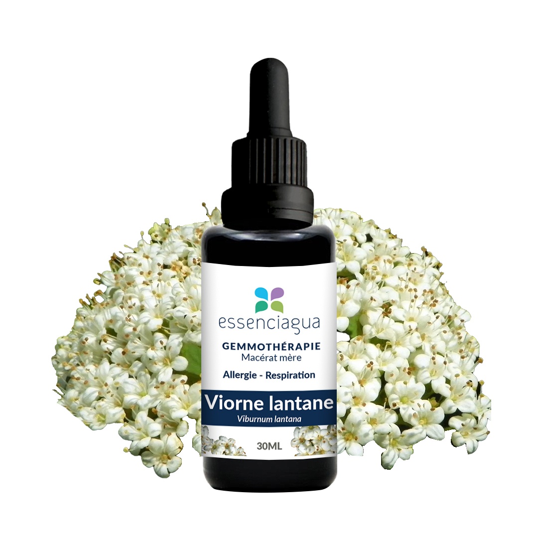 Viorne lantane organic bud macerate 100% organic and handcrafted