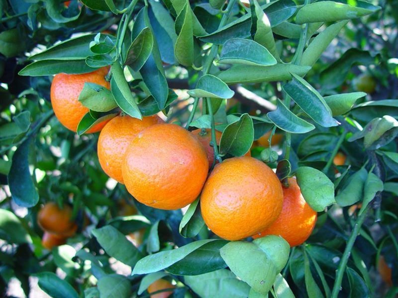 Green mandarin — photo 2