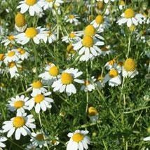 Matricaire Camomille Allemande — photo 2