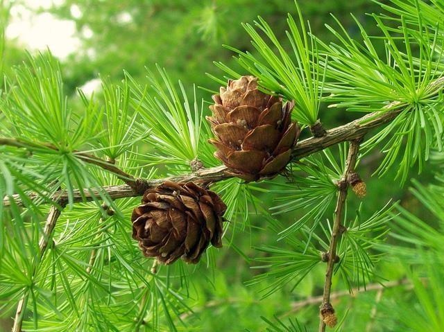 Alerce — photo 2