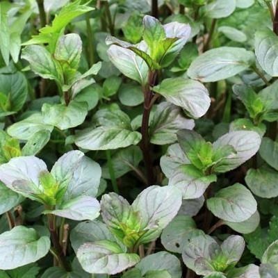 Lemon mint — photo 2