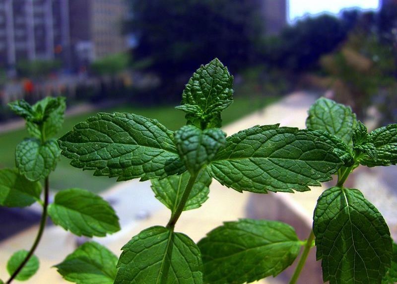 Menthe poivrée — photo 2