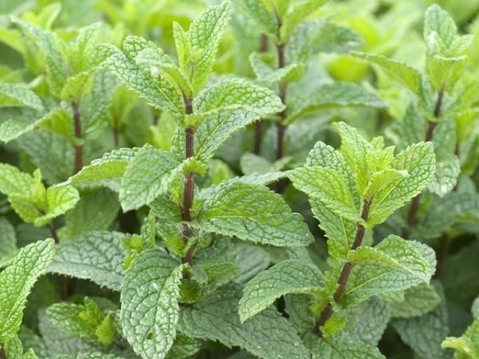 Menthe poivrée — photo 3