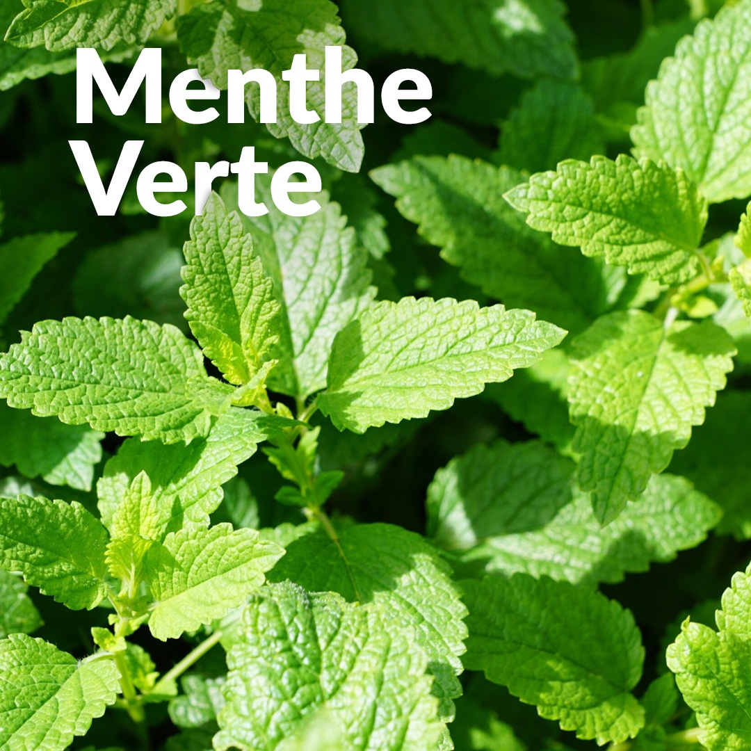 Menta speziata