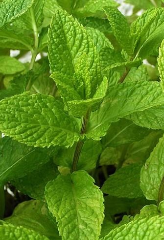 Spearmint — photo 2
