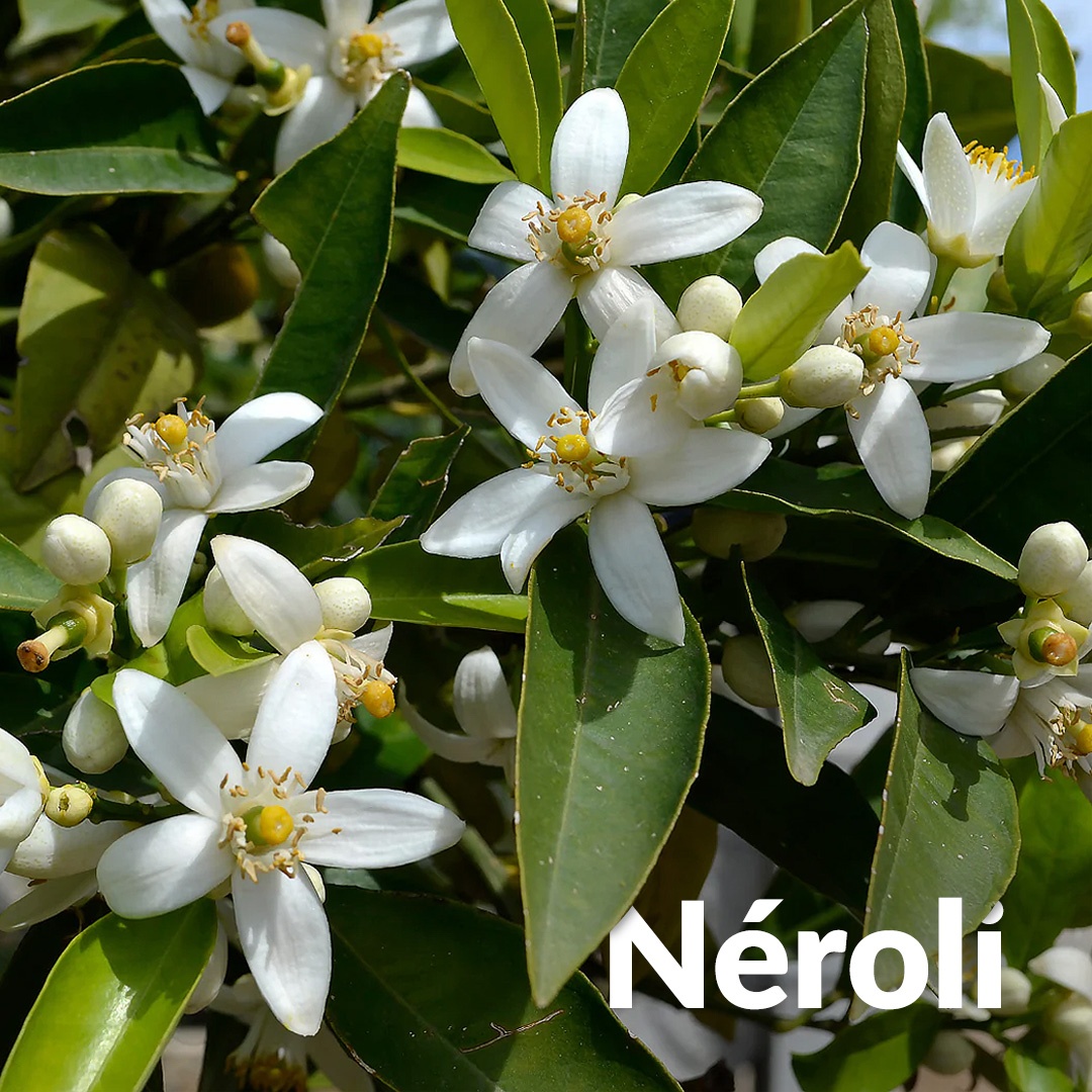 Neroli - Fiori d'arancio