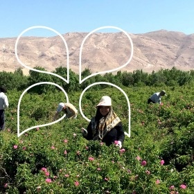 Our Rose producer in Iran