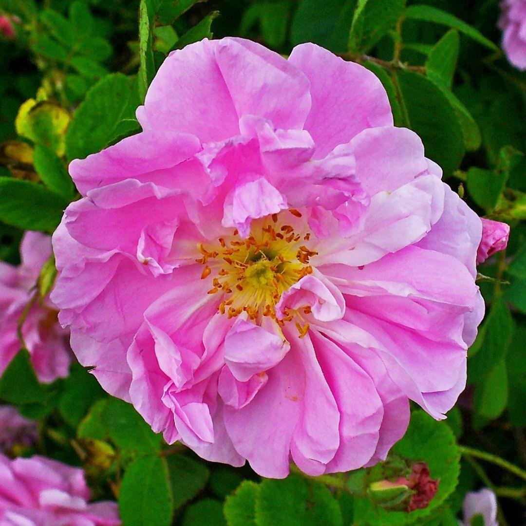 Our Rose producer in Iran