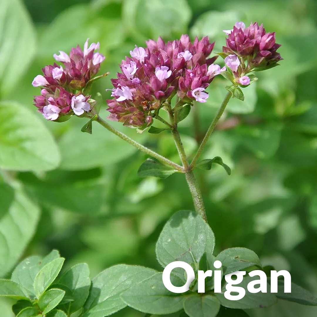 Origano