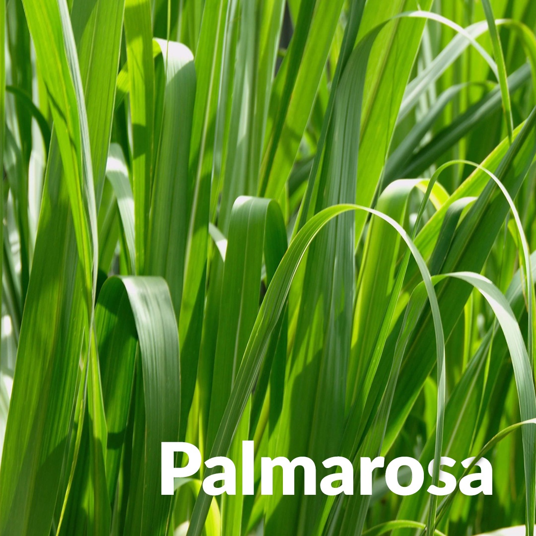 Palmarosa