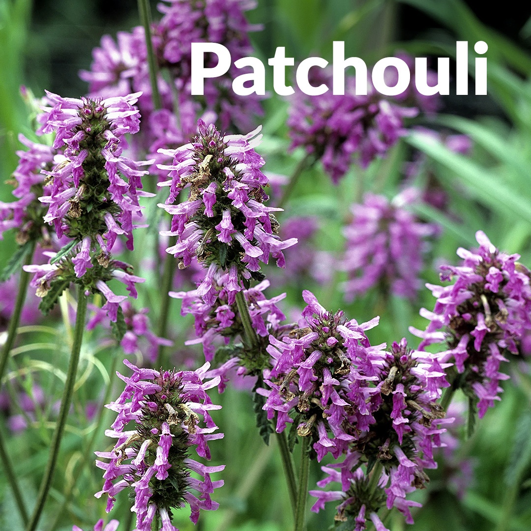 Patchouli