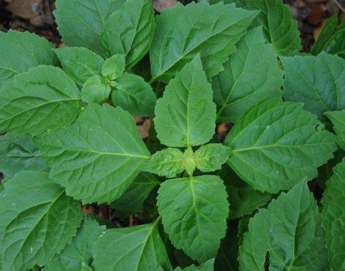 Patchouli — photo 2