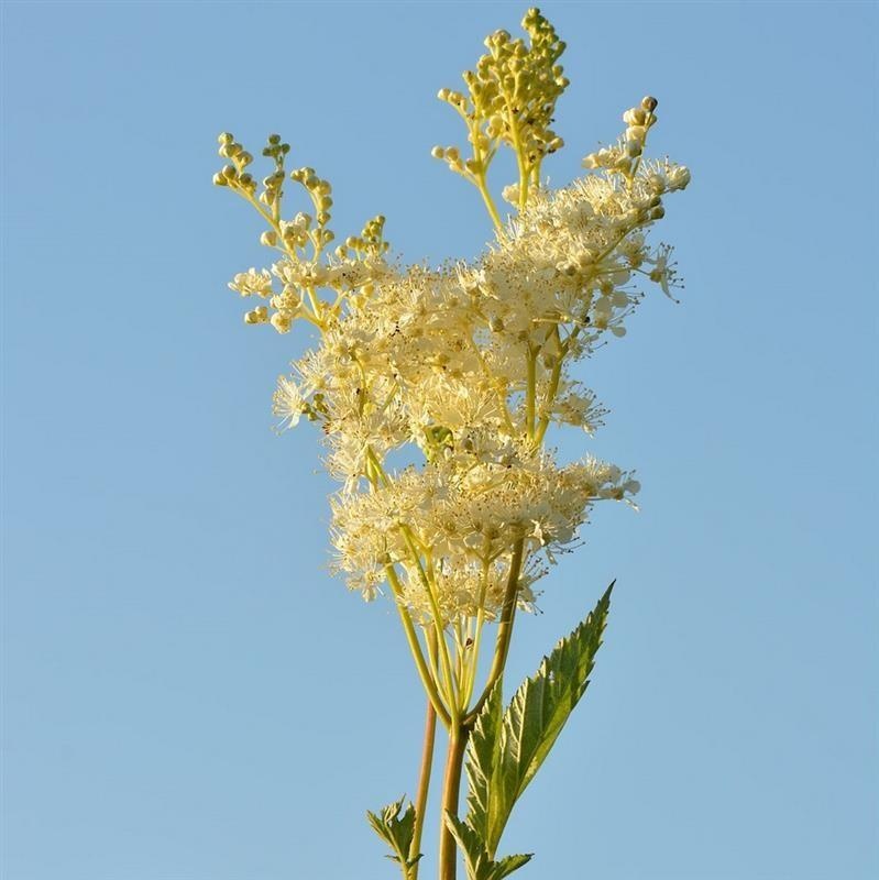 绣线菊 — photo 2