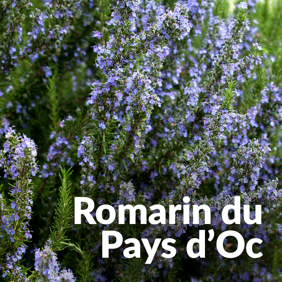 Il rosmarino medicinale del Pays d'Oc