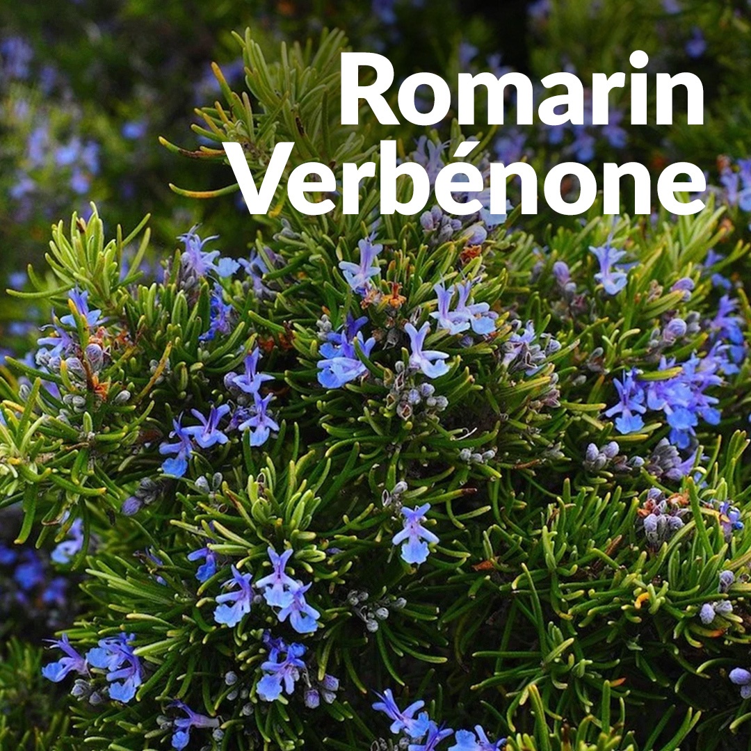 Rosmarino verbenone