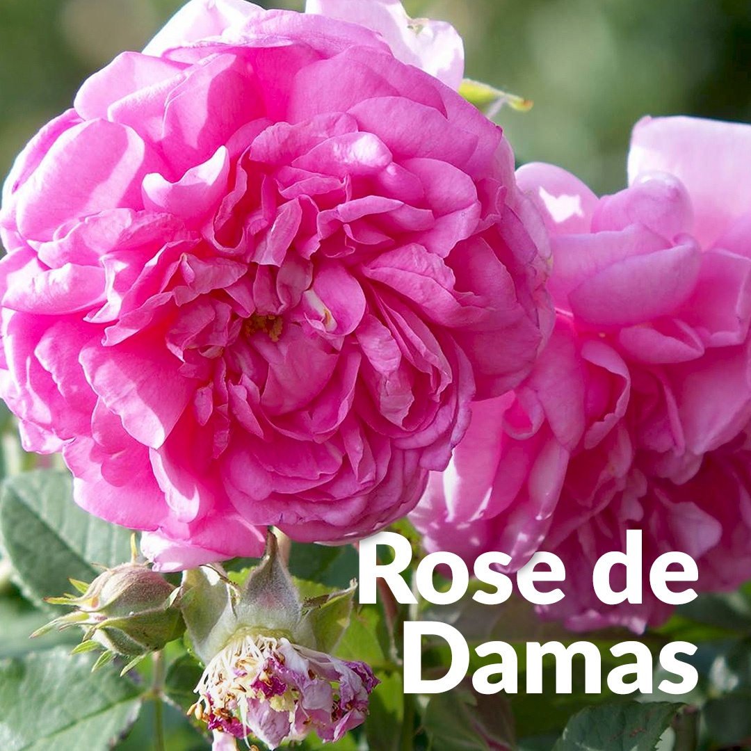 Rosa damascena
