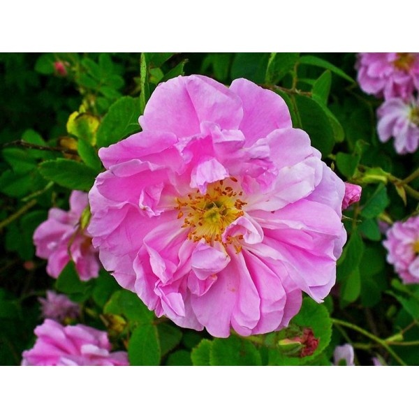 Rose de Damas — photo 2