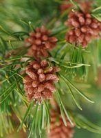 Douglas fir — photo 3