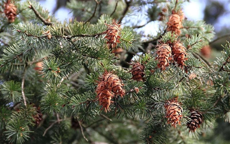 Douglas fir — photo 2