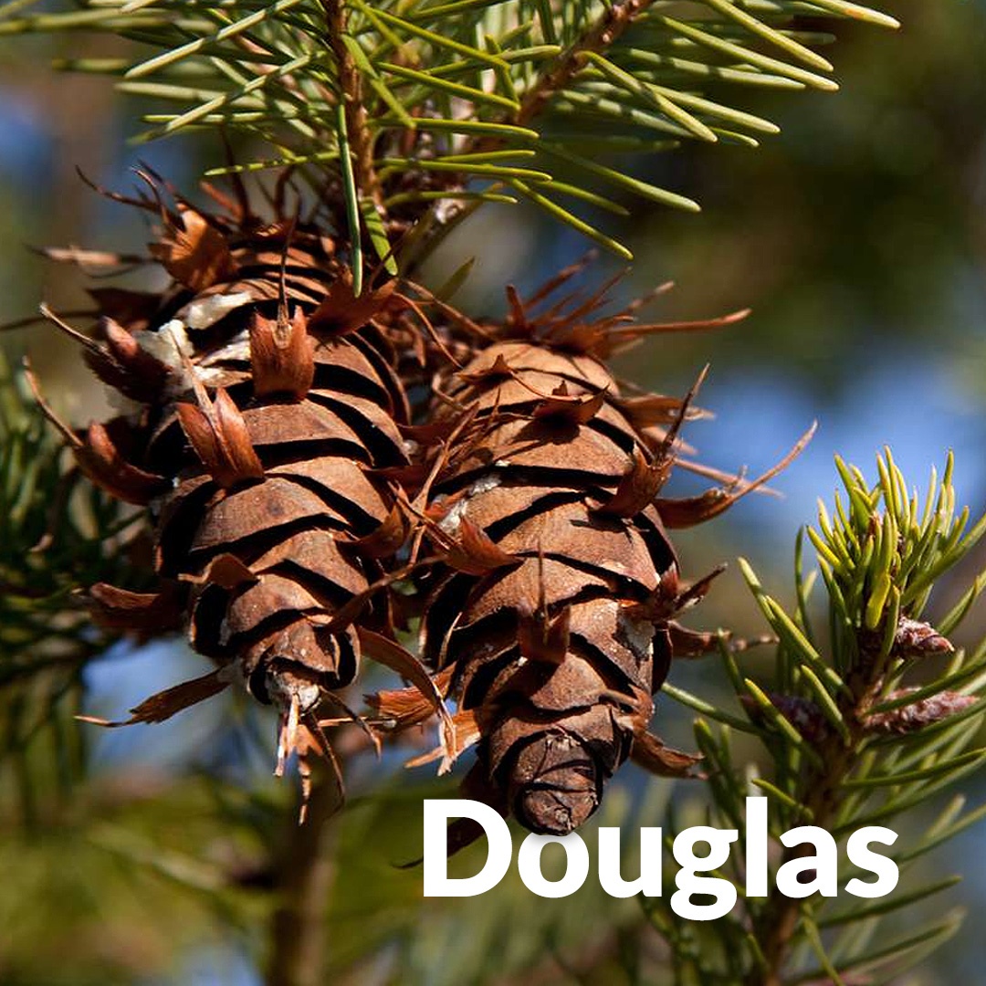 Abete di Douglas