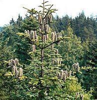 Pectin fir — photo 2