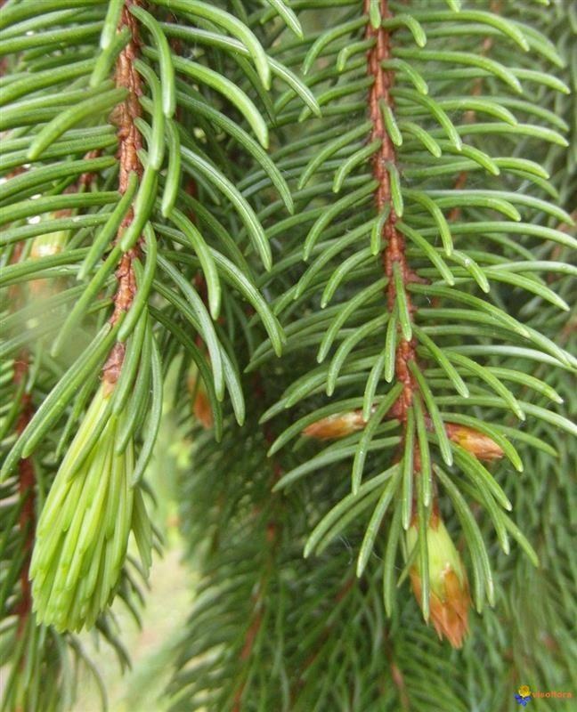 Pectin fir — photo 3