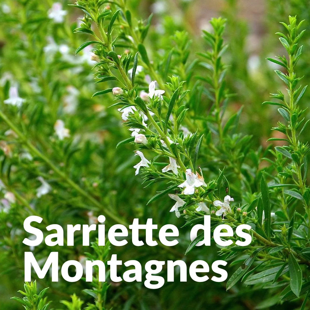 Salvia di montagna del Quercy