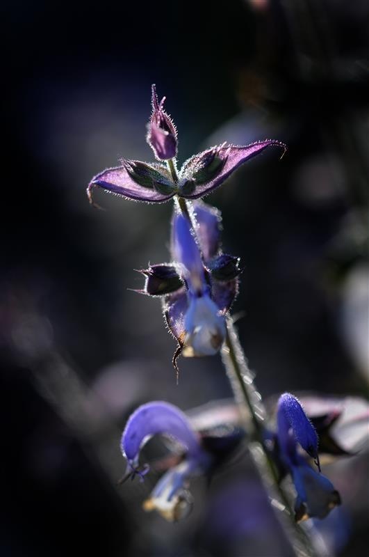 Sauge officinale — photo 3