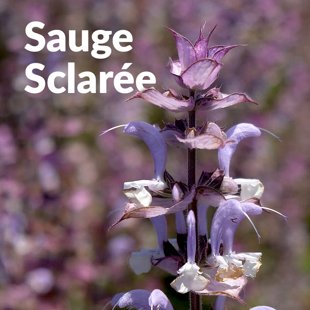Salvia sclarea