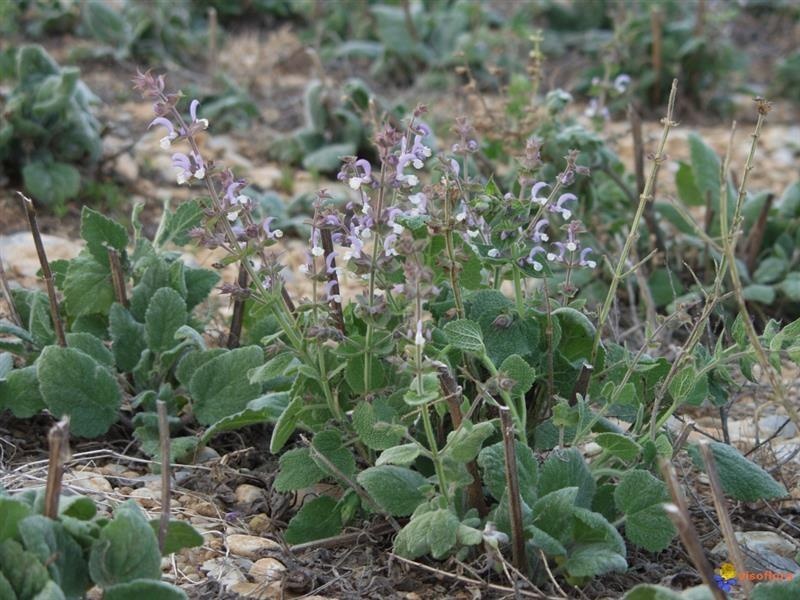 Clary sage — photo 2