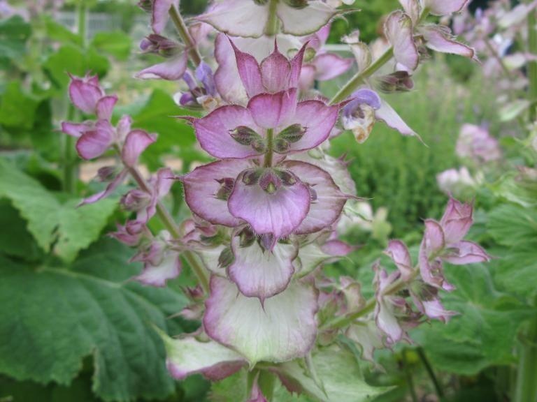 Clary sage — photo 3