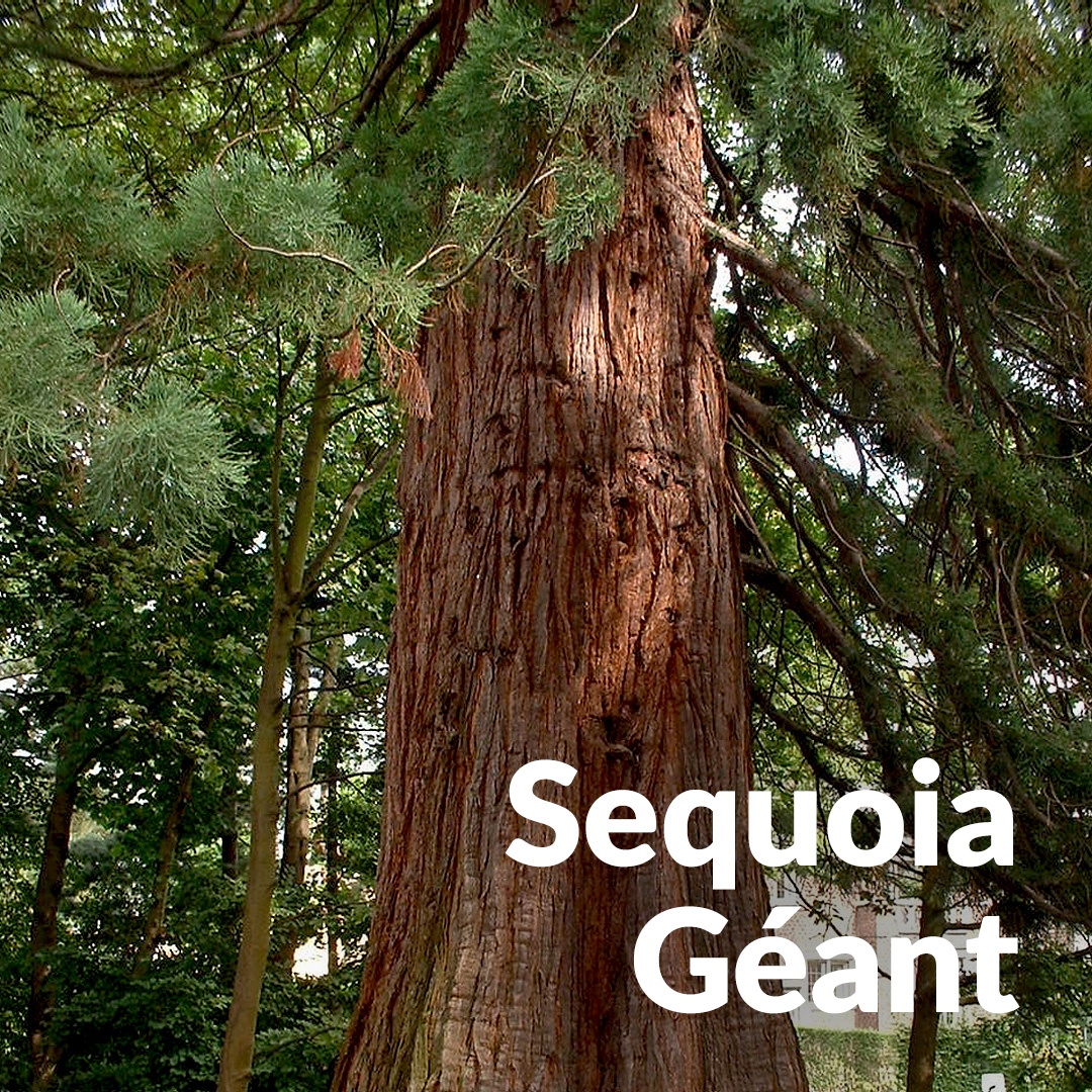 Sequoia gigante