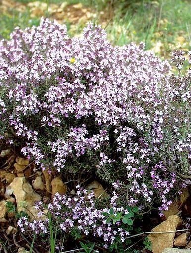 Thym paracymène — photo 2