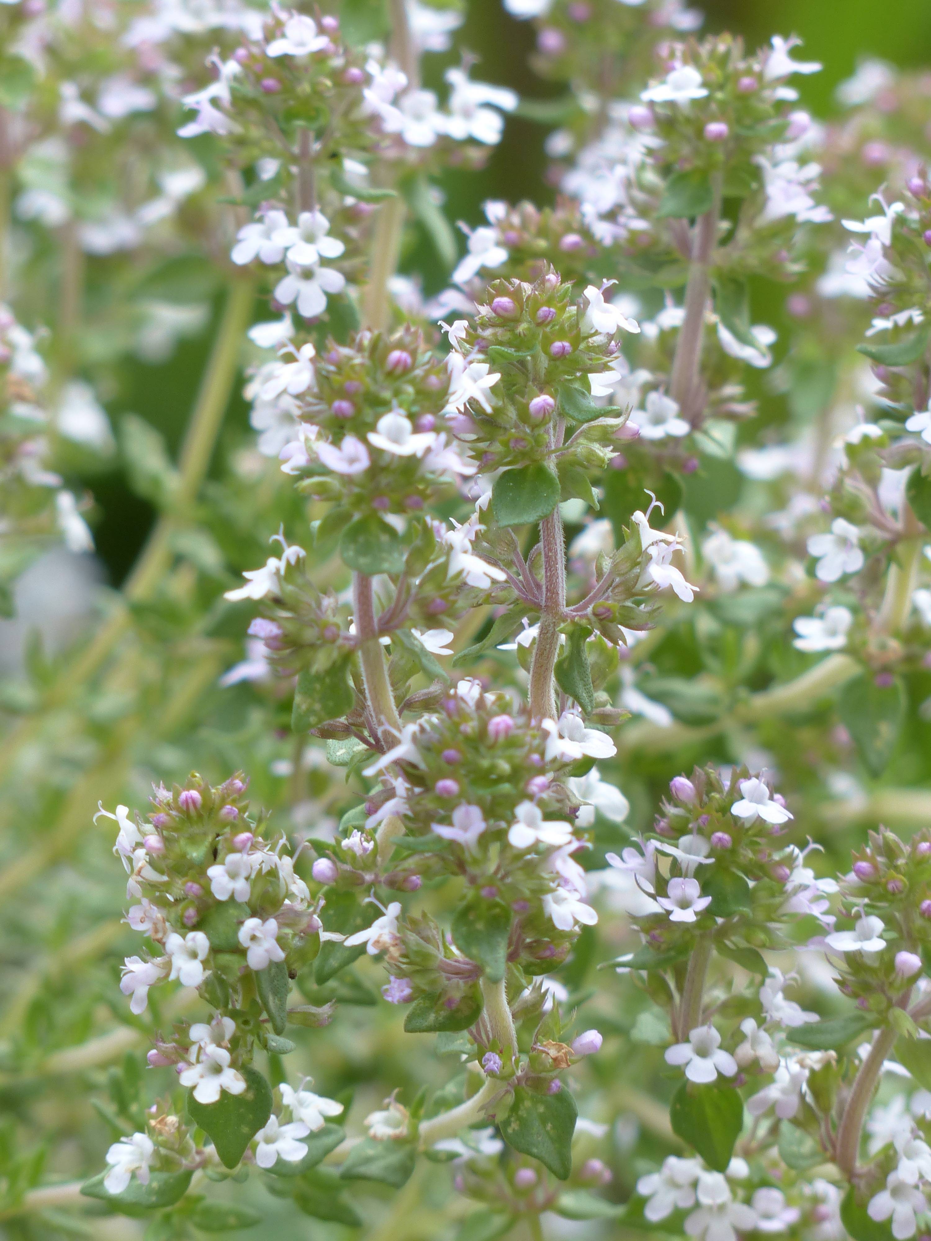 Thyme thujanol wild — photo 2
