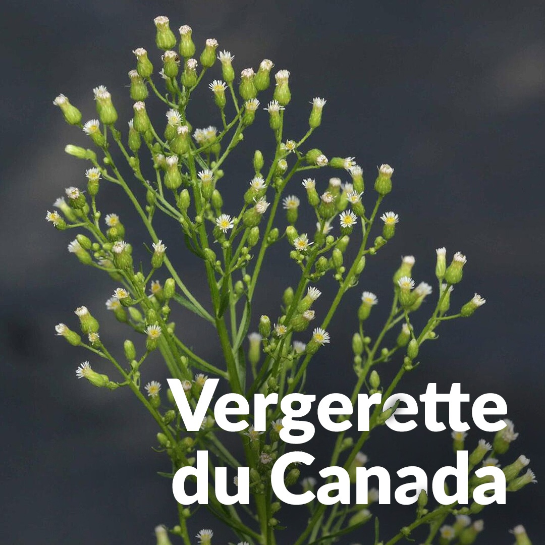 Fleabane del Canada