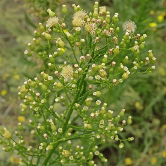 Canada fleabane — photo 2