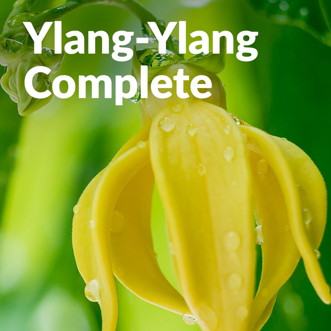 Ylang Ylang completo