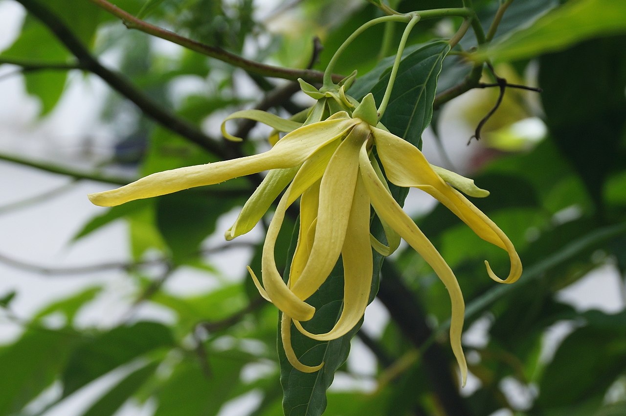 Ylang ylang extra — photo 2