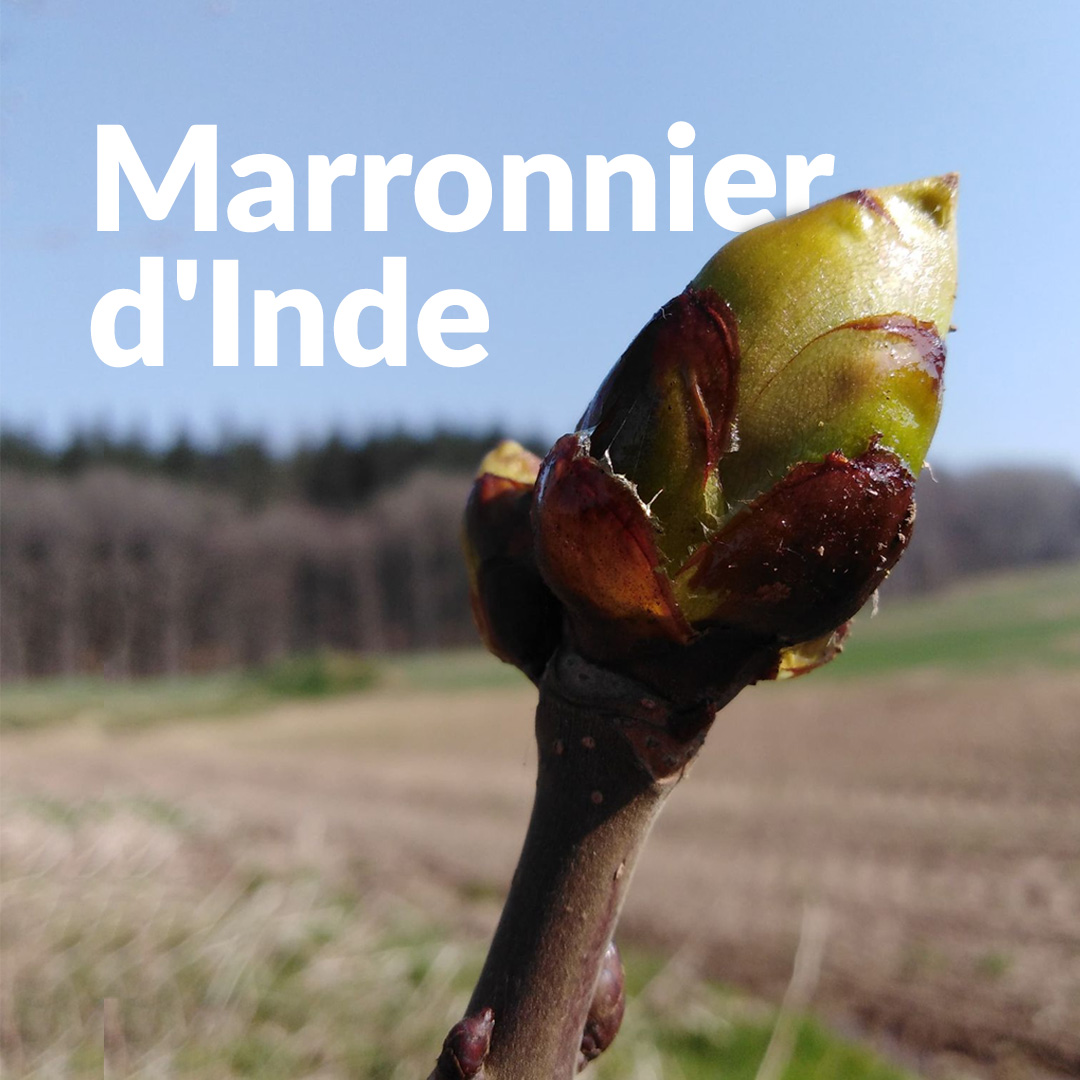 Castaño de Indias (brote)