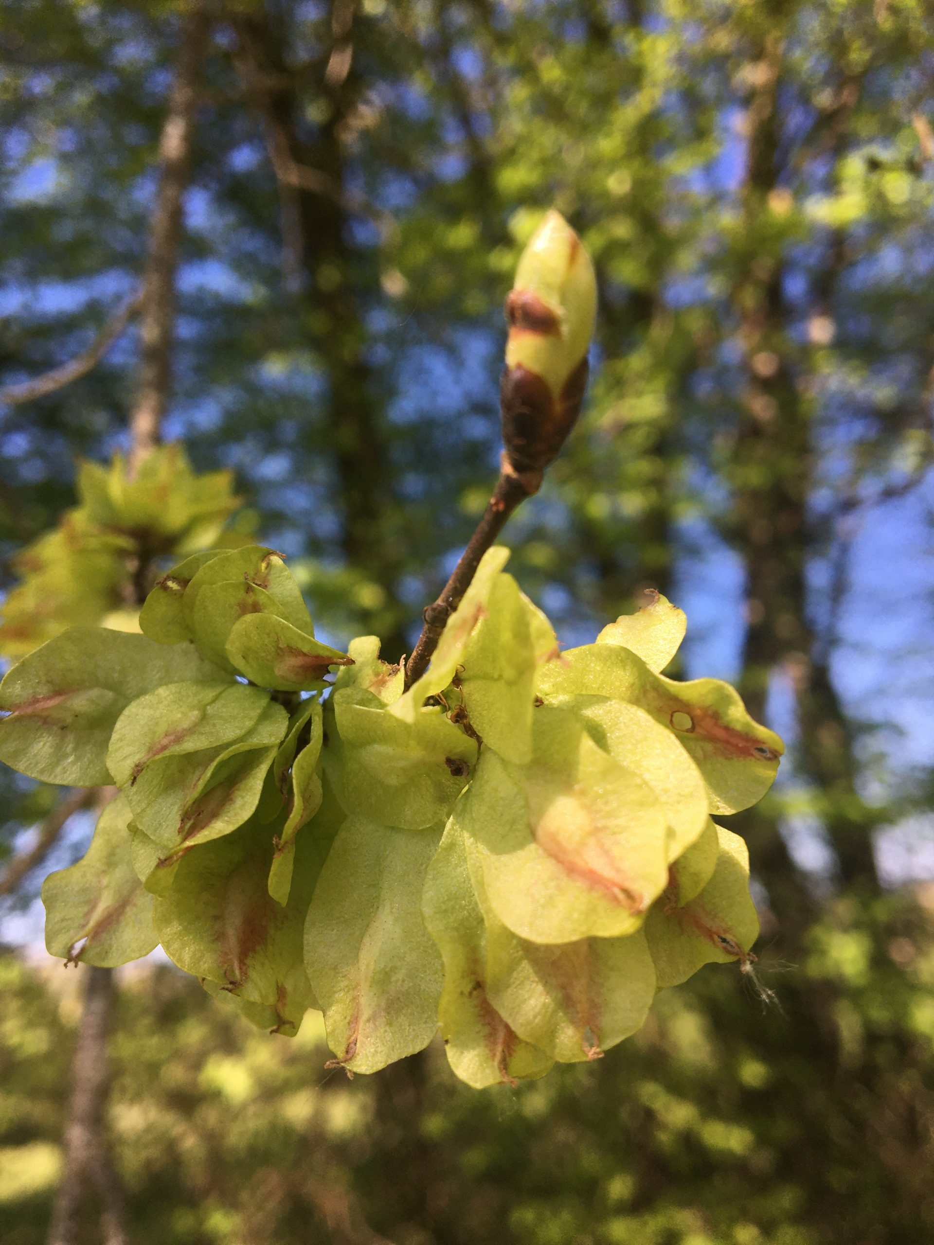 Making a bud macerate
