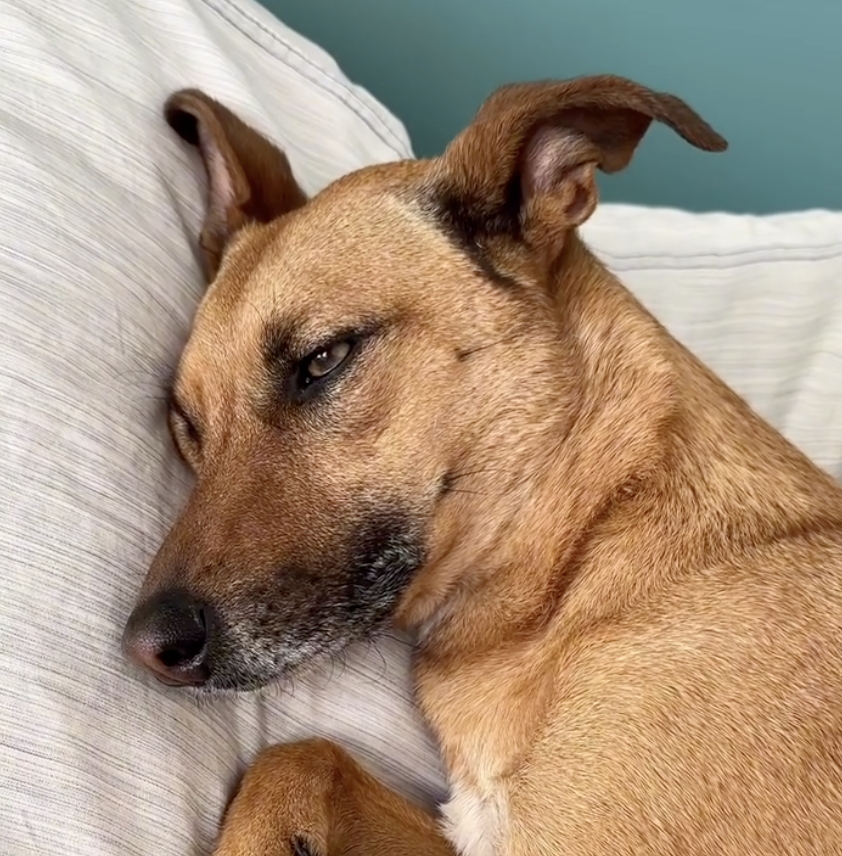 Nettoyage yeux et oreilles - santé animale