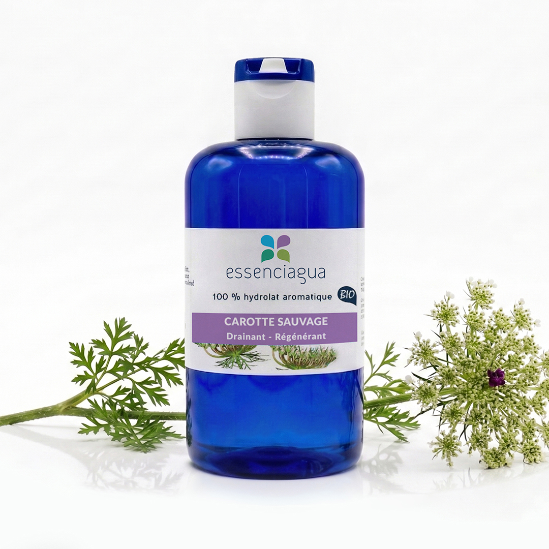 Wild Carrot Hydrolat 100% Organic and Handcrafted