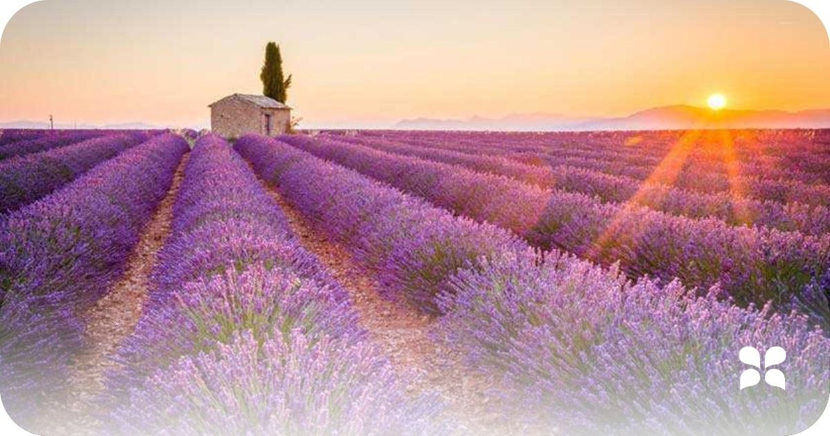 Optimize sleep with lavender essential oil