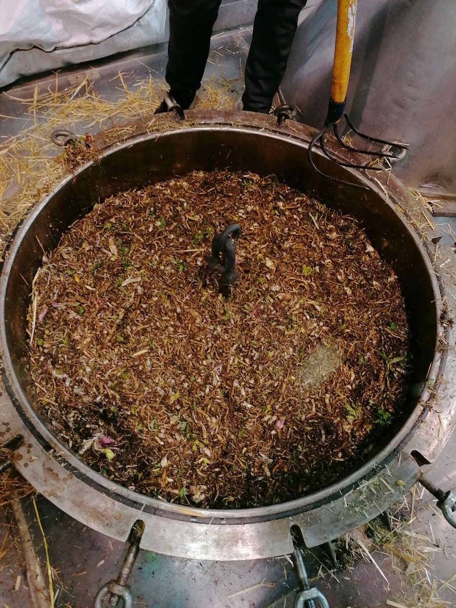 Decouvrez la distillation Huile Essentielle d'Angélique (Racine) 100% Bio et Artisanal