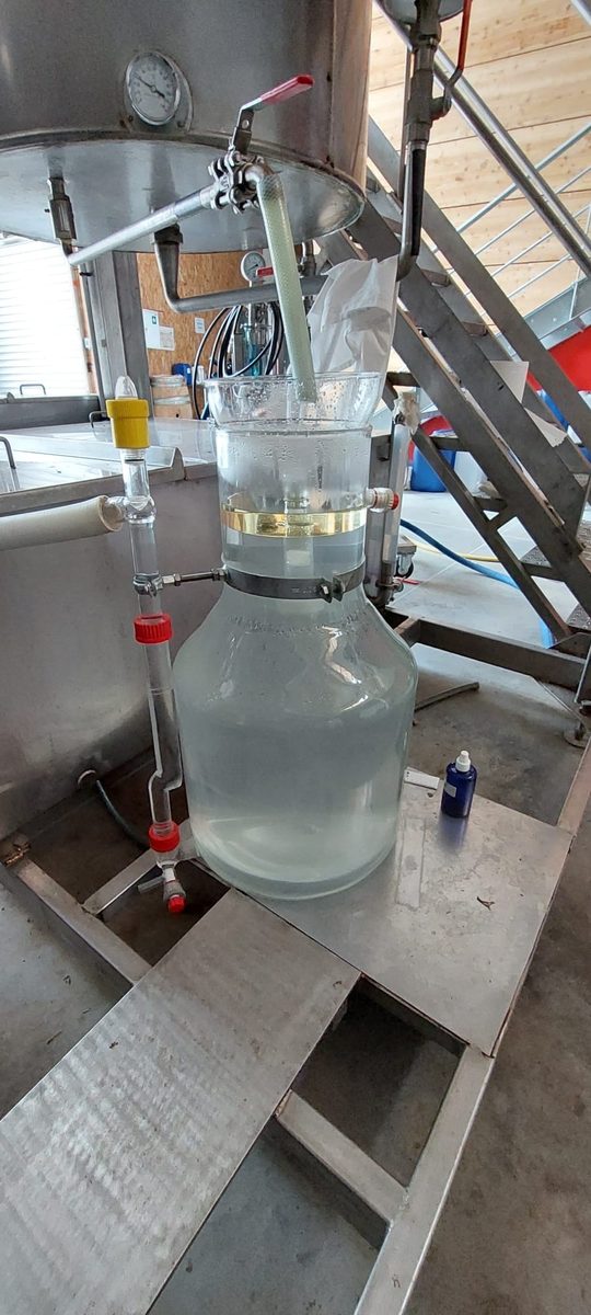 Decouvrez la distillation Huile Essentielle d'Angélique (Racine) 100% Bio et Artisanal