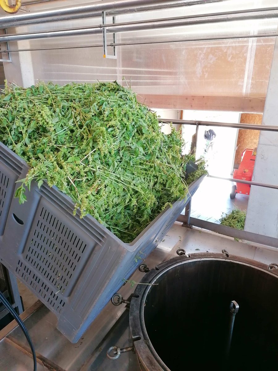 Decouvrez la distillation Huile Essentielle de Basilic grand vert 100% Bio et Artisanal