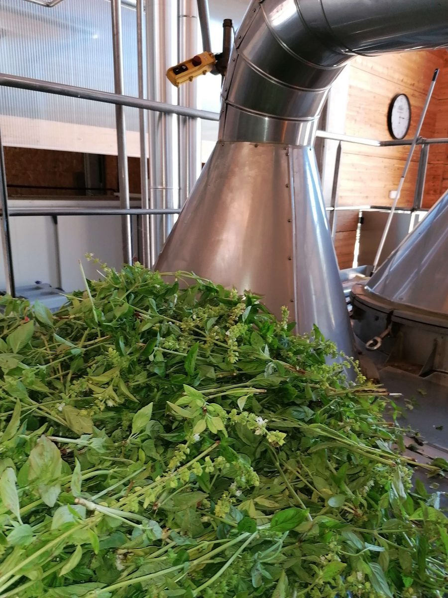 Decouvrez la distillation Huile Essentielle de Basilic grand vert 100% Bio et Artisanal